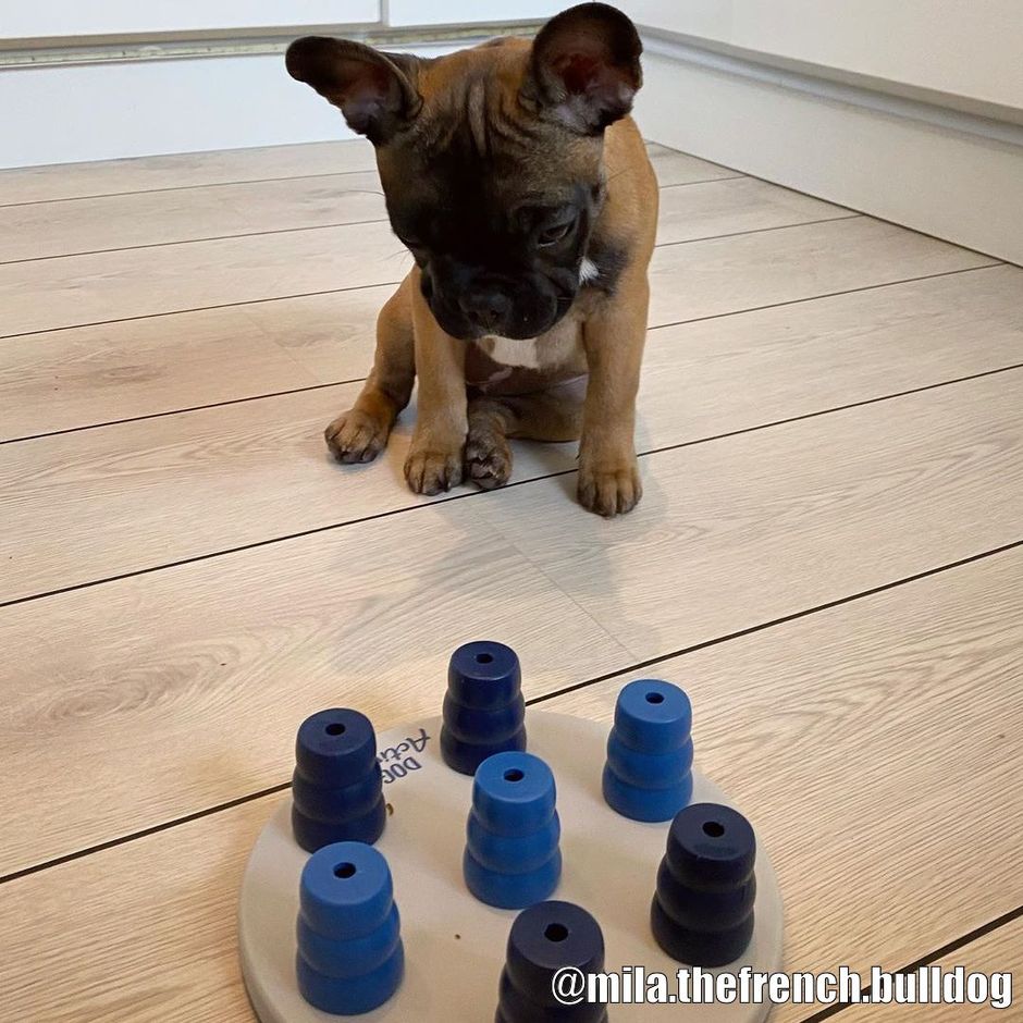 TRIXIE Mini Solitaire, Nivå 1 Aktivitetsleksak - DjurZooTRIXIE Mini Solitaire, Nivå 1 AktivitetsleksakTRIXIE Mini Solitaire, Nivå 1 AktivitetsleksakTrixieDjurZoo320234011905320236TRIXIE Mini Solitaire, Nivå 1 Aktivitetsleksak
