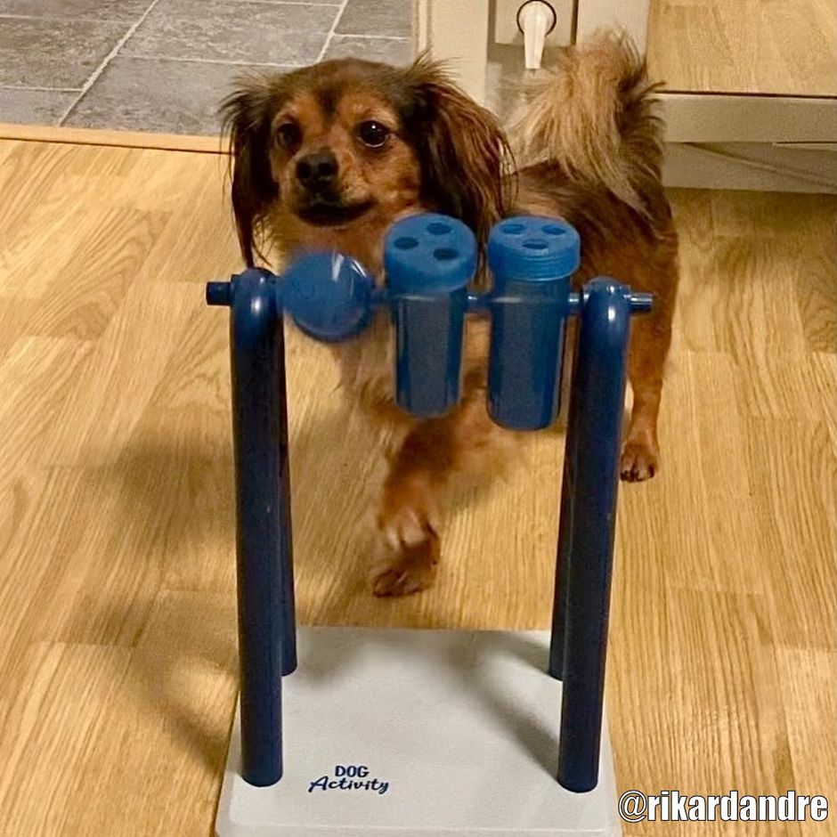 TRIXIE Turn Around, Nivå 2 Aktivitetsleksak - DjurZooTRIXIE Turn Around, Nivå 2 AktivitetsleksakTRIXIE Turn Around, Nivå 2 AktivitetsleksakTrixieDjurZoo320194011905320199TRIXIE Turn Around, Nivå 2 Aktivitetsleksak