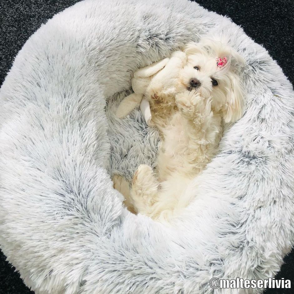 TRIXIE Harvey Hundbädd Grå - DjurZooTRIXIE Harvey Hundbädd GråTrixieDjurZoo373184047974373187ø 50 cmTRIXIE Harvey Hundbädd Grå