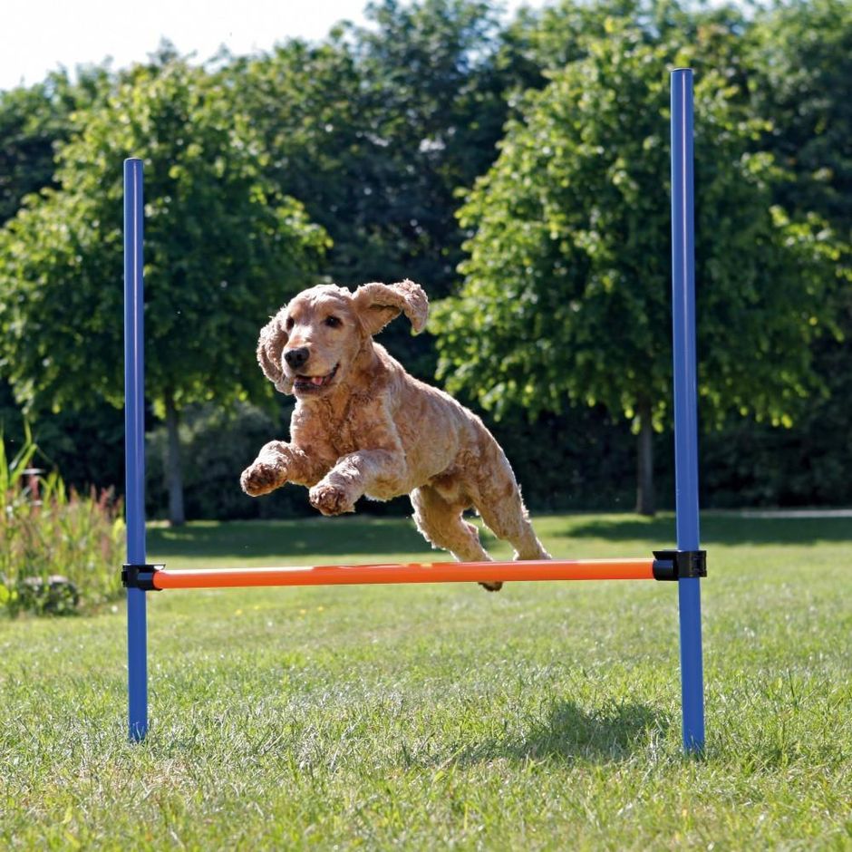 TRIXIE Agility Hopphinder 123 x 115 cm - DjurZooTRIXIE Agility Hopphinder 123 x 115 cmTRIXIE Agility Hopphinder 123 x 115 cmTrixieDjurZoo32074011905032078TRIXIE Agility Hopphinder 123 x 115 cm