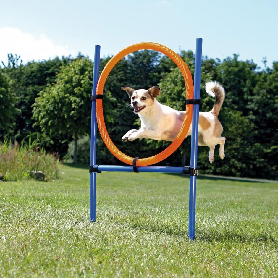 TRIXIE Agility Hoppring - DjurZooTRIXIE Agility HoppringTRIXIE Agility HoppringTrixieDjurZoo32084011905032085TRIXIE Agility Hoppring
