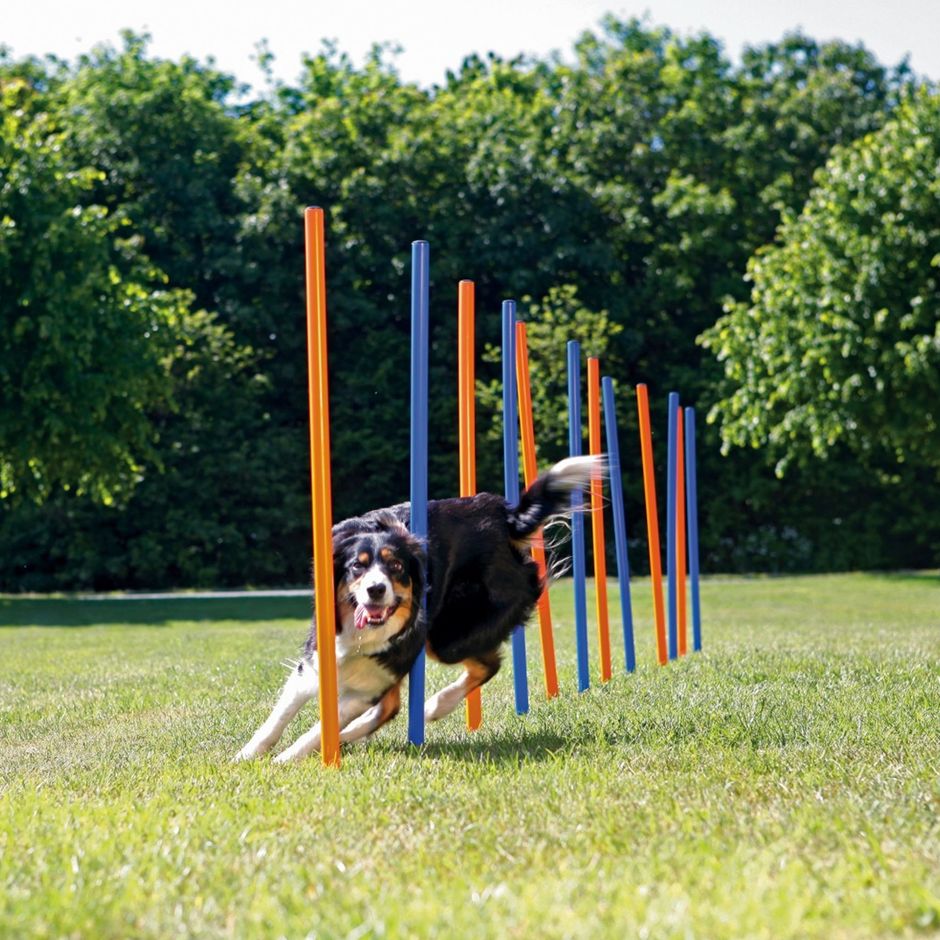 TRIXIE Agility Slalompinnar - DjurZooTRIXIE Agility SlalompinnarTRIXIE Agility SlalompinnarTrixieDjurZoo32064011905032061TRIXIE Agility Slalompinnar