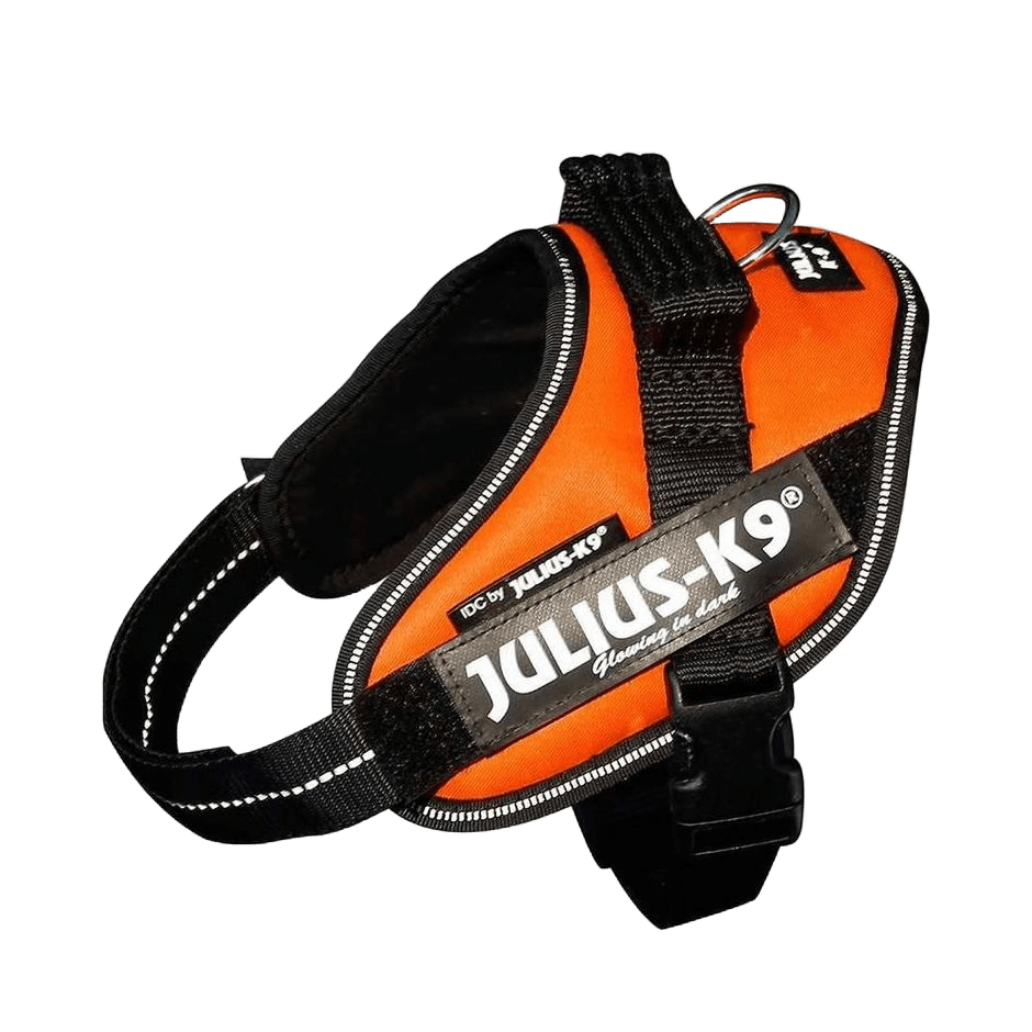 Julius - K9 IDC - sele Uv Orange - DjurZooJulius - K9 IDC - sele Uv OrangeJulius K9DjurZooH6598135999053659813MiniJulius - K9 IDC - sele Uv Orange