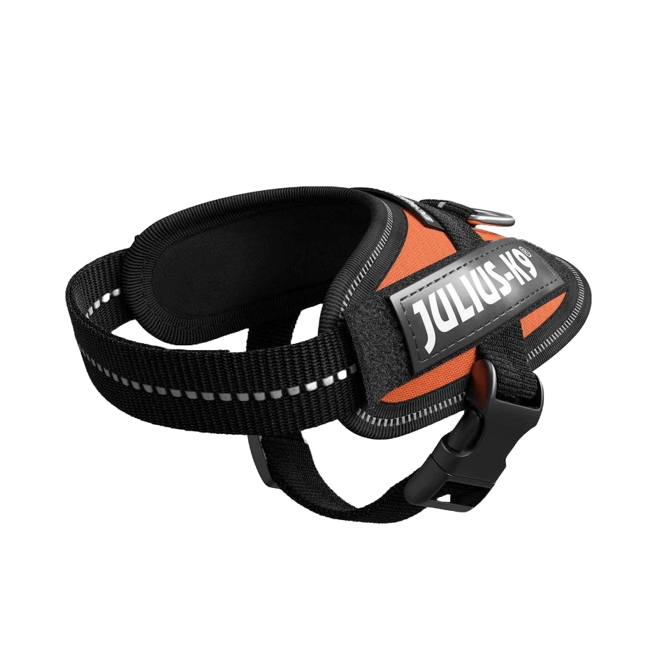 Julius - K9 IDC - sele Uv Orange - DjurZooJulius - K9 IDC - sele Uv OrangeJulius K9DjurZooH6597835999053659783Baby 1Julius - K9 IDC - sele Uv Orange