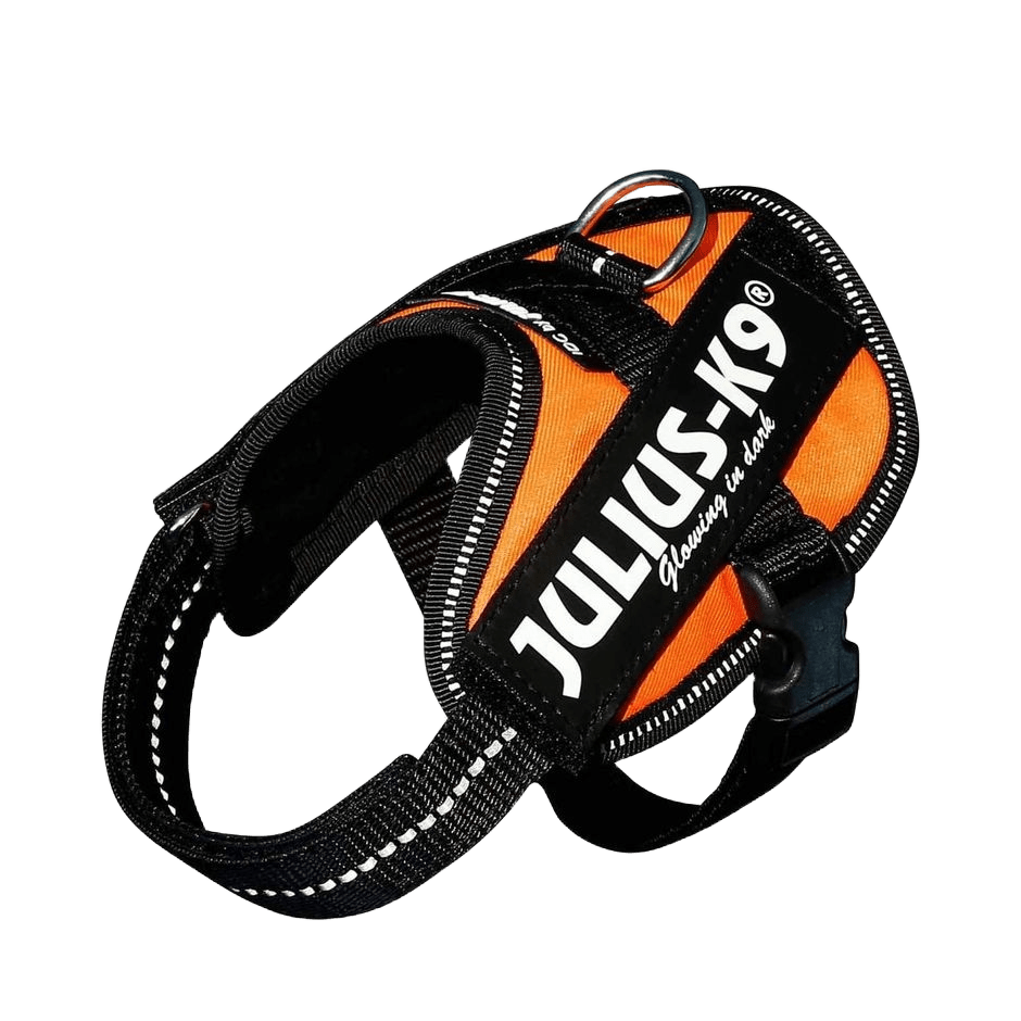 Julius - K9 IDC - sele Uv Orange - DjurZooJulius - K9 IDC - sele Uv OrangeJulius K9DjurZooH6597905999053659790Baby 2Julius - K9 IDC - sele Uv Orange